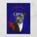Recherche de pitbull blanc cartes postales Dog