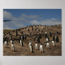 Suche nach kolonien poster Insel