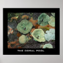 Recherche de poissons exotiques posters Corail