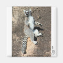 Recherche de lemur magnete Le madagascar