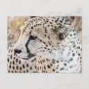 Recherche de animal puma cartes invitations Panthère