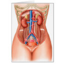 Recherche de système endocrinien Représentation humaine
