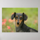 Suche nach dachshund poster Bob and pam langrish