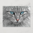Suche nach blaue katzen postkarten Katzengesicht