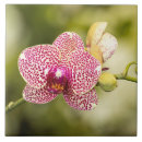 Recherche de orchidée rose carreaux Nature