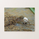 Recherche de insecte brun Photographie