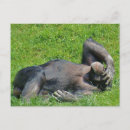 Suche nach lustiger schimpanse postkarten Affe