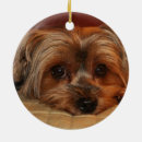 Suche nach yorkshire terrier ornamente Yorkie