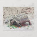 Suche nach schildkröte briefmarke Briefmarken
