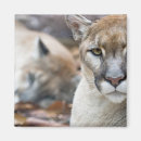 Recherche de animaux menacés magnets Prédateur