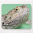 Suche nach bärtigen mousepads Reptil