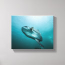 Suche nach tauchen an poster leinwandbilder Natur