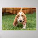 Recherche de chien de basset posters Animaux de compagnie