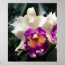Suche nach cotton poster Blume