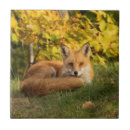 Suche nach fuchs fliesen Wild