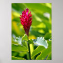 Suche nach polynesisch poster Blume