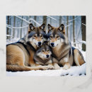 Recherche de amour loup cartes postales Faune