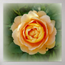 Suche nach orange rose poster Gelb
