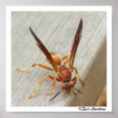 Suche nach wasp poster Insekten