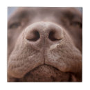 Suche nach labrador welpen fliesen Closeup