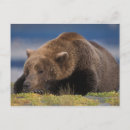 Recherche de sieste cartes postales Faune
