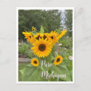 Suche nach sunflower postkarten Blumenreich