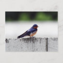Recherche de hirondelles cartes postales Bleu