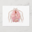Suche nach menschliche lungen postkarten Biomedizinische illustrationen