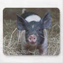 Suche nach ferkel mousepads Schwein