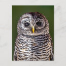 Recherche de jeune hibou cartes postales Oiseau
