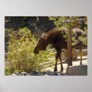 Suche nach algen poster Natur