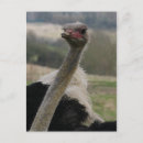 Recherche de autruches cartes postales Faune