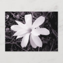 Suche nach magnolie postkarten Frühling
