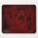 Suche nach tiefrote rose Blume