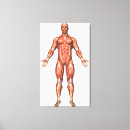 Suche nach abdominal poster Sehne