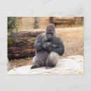 Recherche de bébé gorille cartes postales Animal