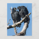 Suche nach vulture poster Bussard