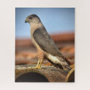 Recherche de hawk puzzles Photographie