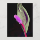 Suche nach rosa blüten postkarten Fotografie