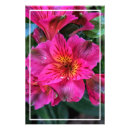 Suche nach peruanische lilie poster Rosa