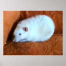Recherche de rattie posters Rongeur