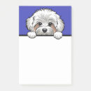 Suche nach maltipoo poster Niedlich