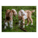 Recherche de la chevre posters Animaux