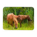 Recherche de cheval refrigérateur magnets Cuisine
