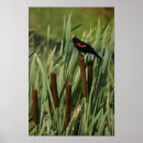 Recherche de aile rouge posters Oiseaux