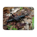 Recherche de cricket magnets Insecte