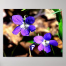 Suche nach veilchen poster Wildblumen