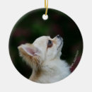 Recherche de chien de chiwawa ornements Photographe canin
