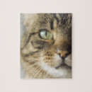 Recherche de yeux puzzles Tabby