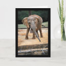 Suche nach afrikanischer elefant karten Elefanten